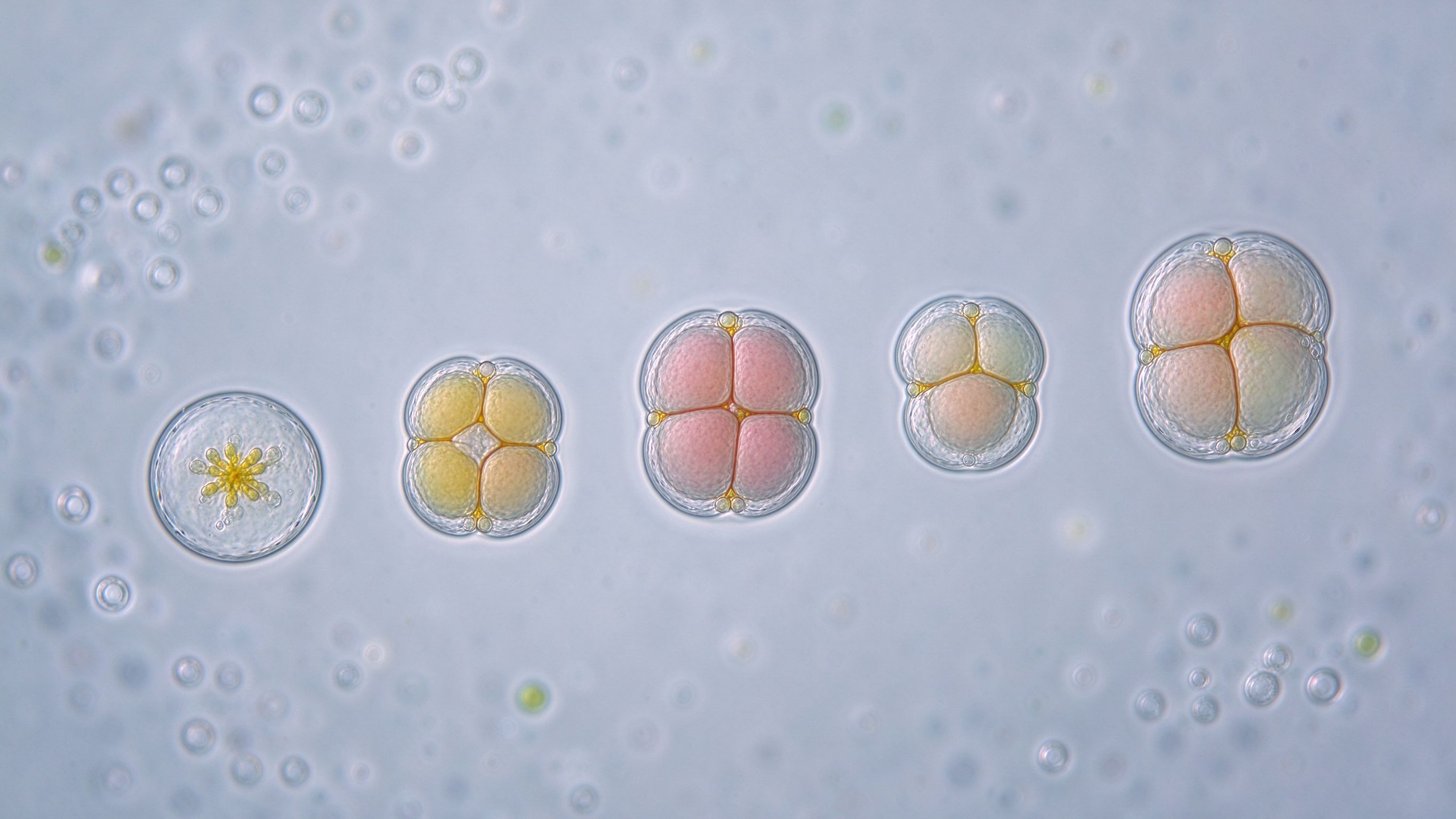 IVF 实验室胚胎发育显微镜